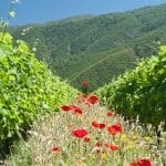 Natura Wines Digital Marketing Portfolio